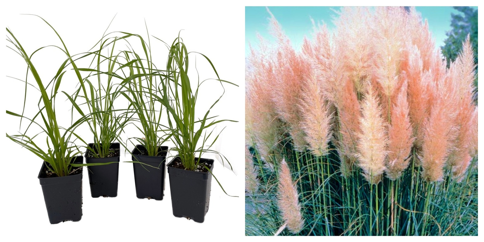 4 Pink Pampas Grass Plants, Cortaderia selloana rosea, 2.5&quot; Pot - $36.99