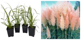 4 Pink Pampas Grass Plants, Cortaderia selloana rosea, 2.5&quot; Pot - €32,35 EUR