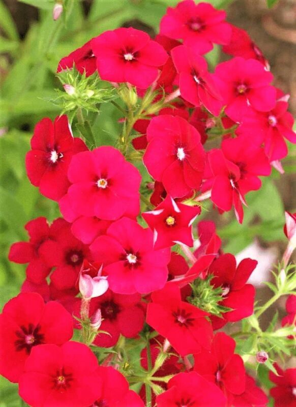 Beautiful Red Drummond Phlox Seeds Non-Gmo 100 Seeds Fast Shipping - $7.99