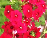 Beautiful Red Drummond Phlox Seeds Non-Gmo 100 Seeds Fast Shipping - $7.99