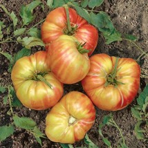 Fast Ship USA Seller Tomato Mr Stripey Seeds - £4.39 GBP