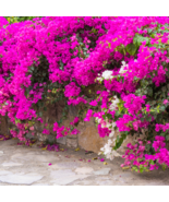 Thailand Bougainvillea Mixed Purple Red White Orange - 100 Seeds - $9.56