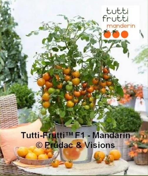 25 Tomato Seeds Tomato Tutti Frutti Mandarin F1 Cherry Tomato - £15.33 GBP