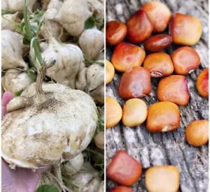 20 Jicama Seeds True Mexican Yam Bean Turnip Potato Seeds Fresh Seeds - $98.41 MXN
