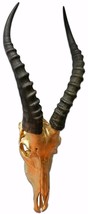 Real Antelope Skull Spray Painted Gold African Antelope Horns/Antelope S... - $118.21