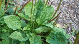 New Green Plantain, Broadleaf (Plantago Major Seeds, Organic Fresh Garden USA Se - $11.77