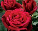 25 Seeds Red Rose  Flower Fragrant Buy One Get 20 Seeds Free/Ts - $8.23