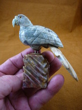 (Y-BIR-PAR-407) gray green Island PARROT Macaw bird gemstone STONE carvi... - £21.96 GBP