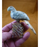 (Y-BIR-PAR-407) gray green Island PARROT Macaw bird gemstone STONE carvi... - £20.95 GBP