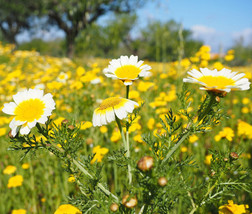 Garland Daisy Mix Seeds Chrysanthemum Crown Daisy Fresh Fast Shipping - $3.98