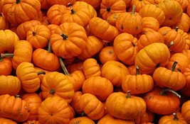 Pumpkin Seeds 100 Seeds Jack Be Little Garden USA - £9.25 GBP