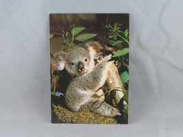 Vintage Postcard - Koala Bear San Diego Zoo - Deluxe International - £11.79 GBP