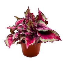 Begonia Rex Spitfire in a 6 inch Pot Pink Silver - £21.75 GBP