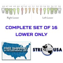 TEETH REPLACEMENT FOR TYPODONT 860 (LOWER ONLY) COMPATIBLE WITH COLUMBIA... - $12.99