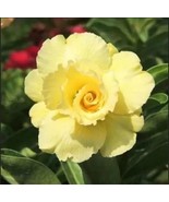 Desert Rose &#39;Adenium obesum&#39; 4 to 8 inch live starter plant Yellow Rose - $17.80