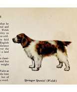 Welsh Springer Spaniel 1939 Dog Breed Art Ole Larsen Color Plate Print P... - $42.18 CAD
