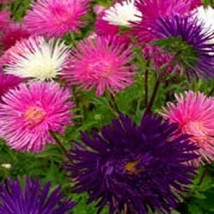 US Seller 100 Aster Seeds Callistephus Tall Needle Unicom Mix Flower See... - £17.07 GBP