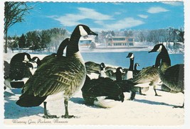 Vintage Postcard Wintering Geese Rochester Minnesota 1986 Continental Card - £5.43 GBP