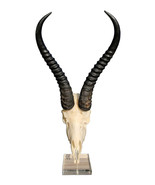Real Springbok Skull on Acrylic Stand African Antelope Horns - 15HX9WX6D... - €127,22 EUR