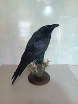 Stuffed real bird Raven. Taxidermy Raven standing mount - £347.71 GBP