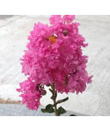 JGBOS Sell 20 Pretty In Pink Cape Myrtle Seeds Tree Flower Perennial Flo... - $9.00