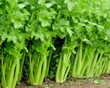 1000 Seeds Tall Utah Celery Seeds Organic Heirloom Vegetable Summer Gard... - £7.22 GBP