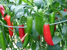Serrano Hot Chili Pepper Seeds, NON-GMO, Salsa, Pico de Gallo, FREE SHIP... - $1.77+