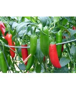Serrano Hot Chili Pepper Seeds, NON-GMO, Salsa, Pico de Gallo, FREE SHIP... - £1.38 GBP+