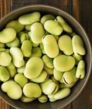 Broad Windsor Fava Bean Seeds Verbar Organic Vegetable Plant Horse Faba Seed 200 - £24.69 GBP