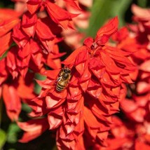 Scarlet Sage Salvia Coccinea Min 50 Seeds Fresh Seeds - £4.49 GBP