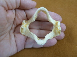 (sj500-21) 2-1/2&quot; Zebra Bullhead SHARK jaw sharks jaws teeth Heterodontu... - $65.44