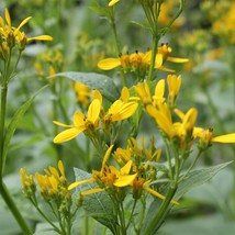 Verbesina Occidentalis Yellow Wingstem Crown-Beard 20 Seeds Garden Fresh USA Sel - £14.66 GBP