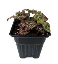 4&quot; Pot Fittonia Pink Veined Nerve Live Plant Easy Houseplant Indoor Gardening - £41.01 GBP