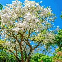 35 Seeds Chinese Fringe Tree Chionanthus Retusus Fresh Fresh Gardening USA SELLE - $14.98