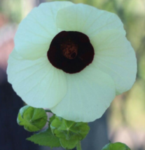 10 Pc Seeds Hibiscus Vitifolius Flower Grape Leaved Mallow Seeds for Planting RK - £19.77 GBP