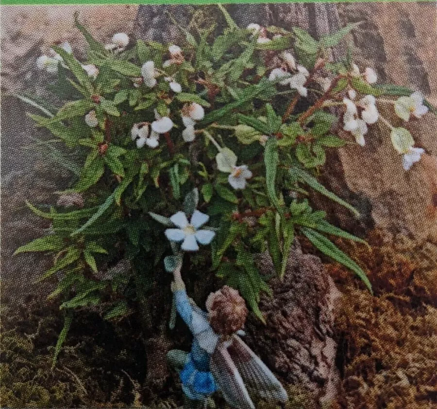 Live Plant 2.5&quot; Pot Begonia Plant Terrarium Mini Maple Leaf Fairy Garden... - $41.80
