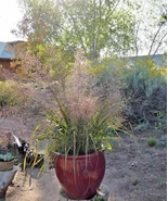 1000 SAND LOVE GRASS Seeds Native Ornamental - $5.05 CAD