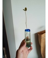 Sprouted Cinnamon Vine Bulbils - $17.25 CAD
