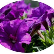 30 Petunia Celebrity Violet Annual Flower Seeds Garden - £12.02 GBP