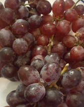 Red Globe &quot;Do It All&quot; Grape Vine 2 Gallon Live Plant Home Garden Easy to... - $43.60