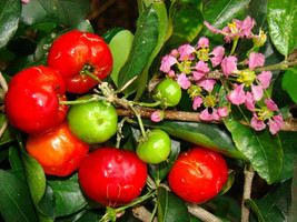 Malpighia Emarginata, BARBADOS CHERRY sweet exotic tropical fruit seed  10 SEEDS - £10.35 GBP