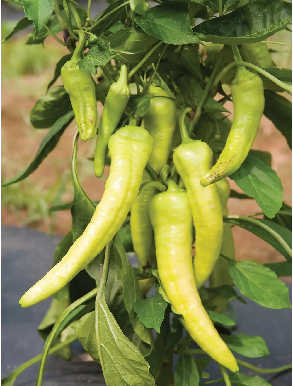 CLK 25 Italian Pepperoncini Pepper Seeds Friggitello Non GMO USA Herb Seeds - $8.42