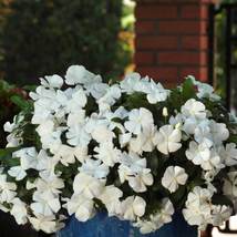 150 Vinca Seeds Sunsplash Bright White Flower Seeds - Outdoor Living - Freeship - £39.32 GBP