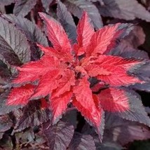Amaranthus Molten Fire 100 Seeds Free Shipping - $75.58 MXN