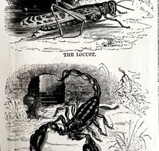 1880 Scorpion Locust Plague Demons Apocalypse Victorian Wood Engraving D... - £38.64 GBP