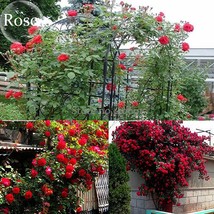 Heirloom Fresh Red Climbing Rose flowers, 50 Seeds, fragrant charming garden ros - £2.76 GBP