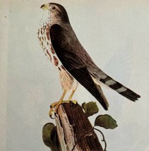 Pigeon Hawk Bird Print 1946 Color Art John James Audubon Nature DWV2E - $39.99