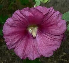 Rafhstore 30 Grape 11 Ft Tall Giant Danish Hollyhock Flower Seeds Us Seeds - £7.35 GBP