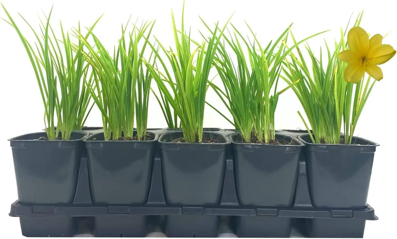 Daylily Yangtze Live 4nch Pots Hemerocallis Plants Low Maintenance - £32.07 GBP