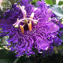 30 Seeds Passiflora Temptation Flower Deep Violet Blossoms Passion Fruit... - $4.32